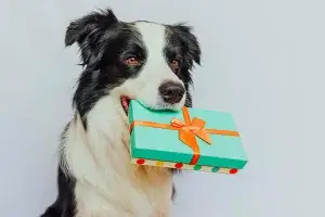 ideias de Presentes para Veterinários