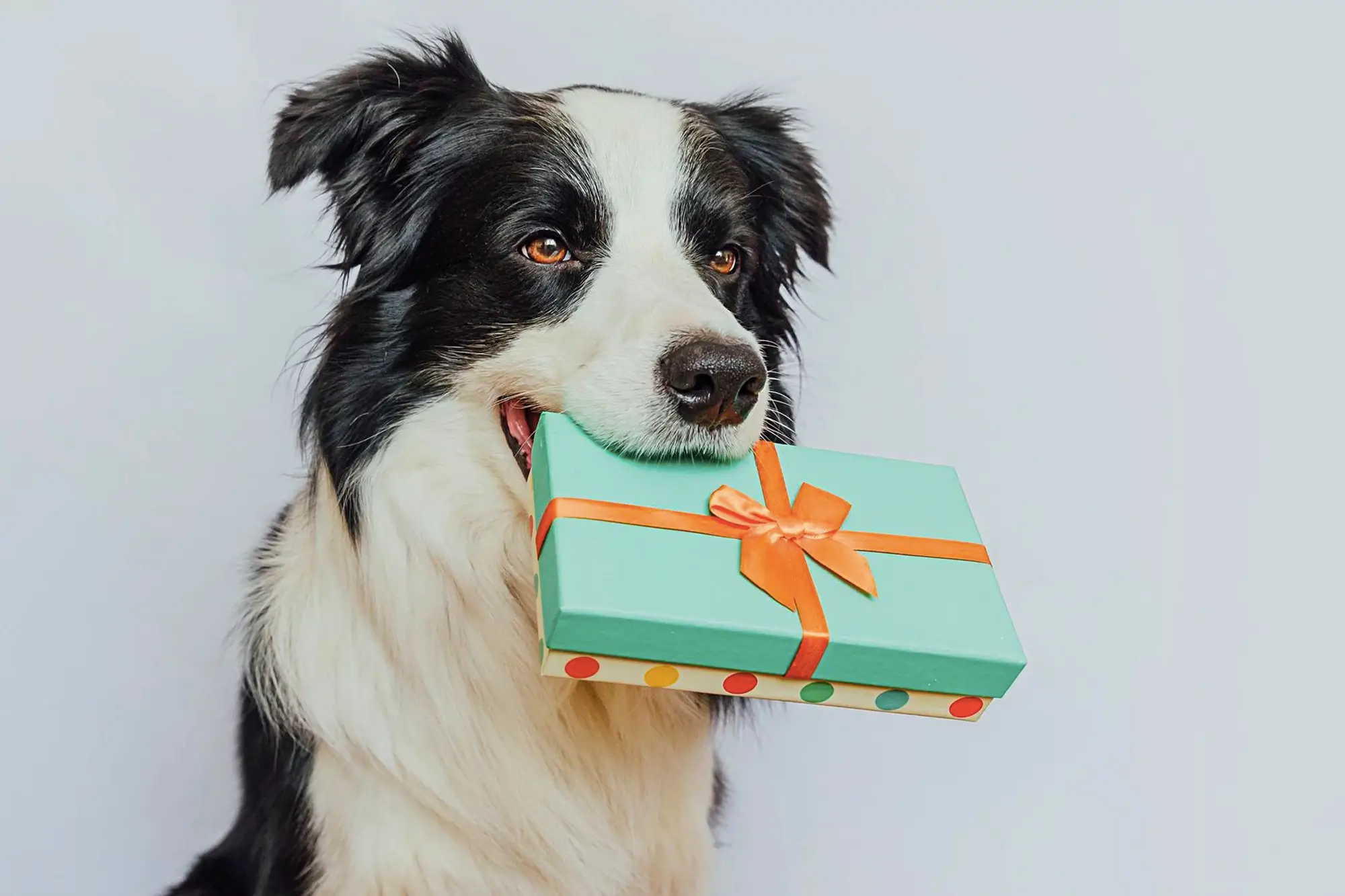 ideias de Presentes para Veterinários