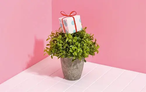 Presentes para Quem Gosta de Plantas
decorativas