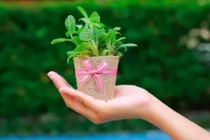 Mão segurando um vaso de planta